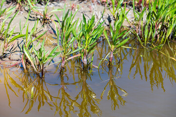 Botanical collection, edible sea aster plant, Tripolium pannonicum, growing on salt marshes