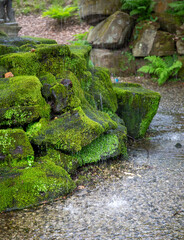 Moss growing on stones in water park