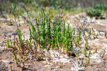 Botanical collection, edible sea succulent plant, Salicornia or sea glassworth weed, growing on salt marshes