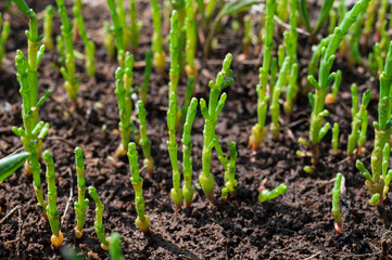 Botanical collection, edible sea succulent plant, Salicornia or sea glassworth weed, growing on salt marshes