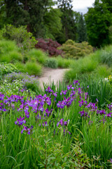 Obraz premium Beautiful path in green park with purple flowers