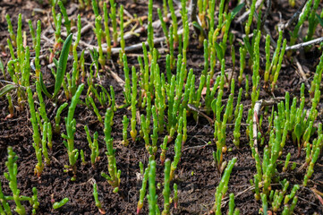 Botanical collection, edible sea succulent plant, Salicornia or sea glassworth weed, growing on salt marshes
