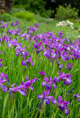 Obraz na płótnie Canvas Clusters of lilac flowers in a field
