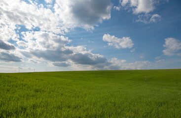 Obraz premium field and sky