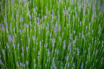 Fototapeta na wymiar Seasonsl violet blossom of aromatic plant lavender in summer garden, nature floral background