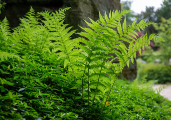 Detail of ferns in a garden
