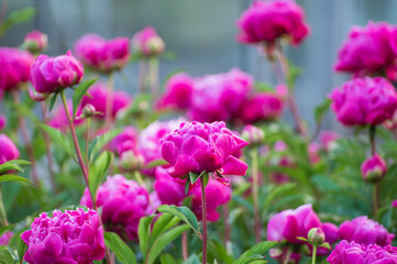 Seasonal blossoming of colorful big peony roses in garden