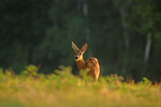 Ricke am Abend 