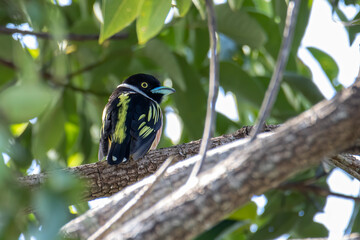 Nature wildlife image of Black-and-yellow broadbill Sabah, Borneo.