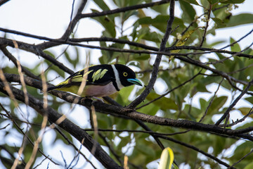 Nature wildlife image of Black-and-yellow broadbill Sabah, Borneo.
