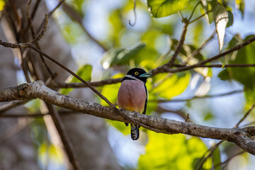 Nature wildlife image of Black-and-yellow broadbill Sabah, Borneo.