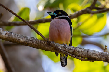 Nature wildlife image of Black-and-yellow broadbill Sabah, Borneo.