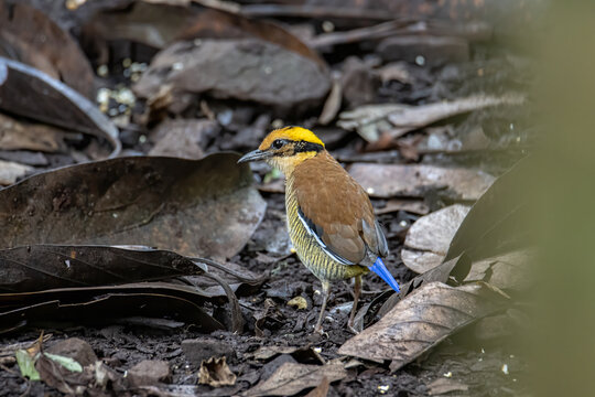 Nature wildlife image of Borneo banded pitta (Hydrornis schwaneri) It is found only in Borneo