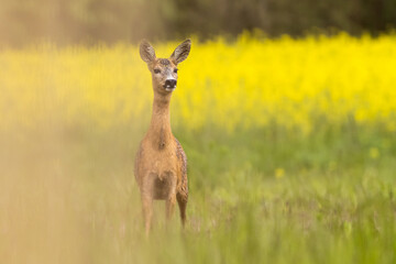 Roe deer female, (capreolus capreolus) standing on pasture in summertime. In the background is a field of oilseed rape.