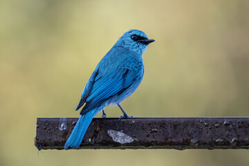 A beautiful Verditer Flycatcher bird with nature green background