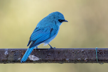 A beautiful Verditer Flycatcher bird with nature green background