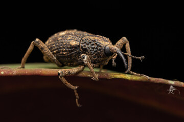 macro image a a weevil on green leaf