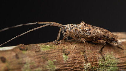 macro closeup of Longhorn Beetle Sabah, Borneo