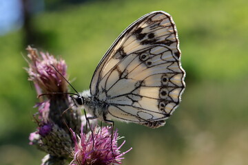papillon demi deuil femelle sur fleur rose © franck stefanini