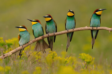 Group of colorful bee-eater on tree branch, against of yellow flowers background - 440088380
