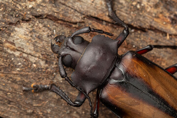 macro closeup of Longhorn Beetle Sabah, Borneo