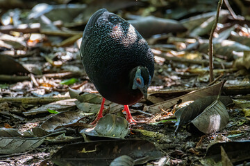 A rare big bird species Bulwer's Pheasant (Rare Endemic) found on deep jungle forest at Sabah,...