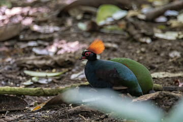 A crested partridge (Rollulus rouloul) also known as the crested wood partridge, roul-roul,...