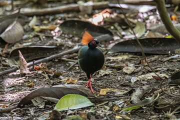 A crested partridge (Rollulus rouloul) also known as the crested wood partridge, roul-roul, red-crowned wood partridge on deep forest jungle