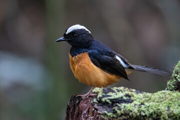 Nature wildlife image of White crown shama on nature rainforest jungle in Borneo Island.