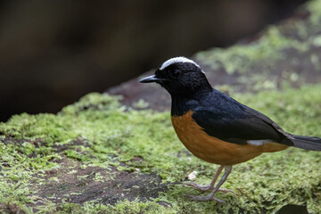 Nature wildlife image of White crown shama on nature rainforest jungle in Borneo Island.