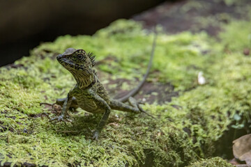 Nature wildlife image of rare species lizard Gonochepalus Bornensis on deep forest jungle.