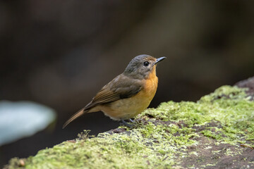 Nature wildlife image of Hill blue bird deep jungle forest in Sabah, Borneo