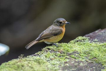 Nature wildlife image of Hill blue bird deep jungle forest in Sabah, Borneo