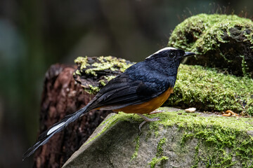 Nature wildlife image of White crown shama on nature rainforest jungle in Borneo Island.