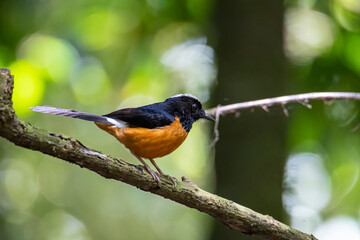 Nature wildlife image of White crown shama on nature rainforest jungle in Borneo Island.