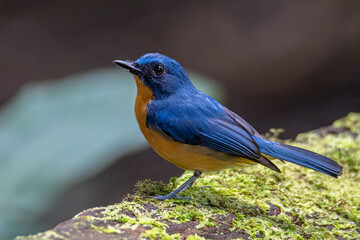 Fototapeta premium Nature wildlife image of Hill blue bird deep jungle forest in Sabah, Borneo