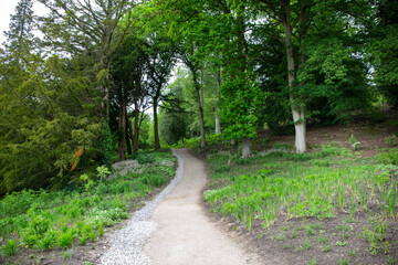 Fototapeta na wymiar Path in a forest of green trees