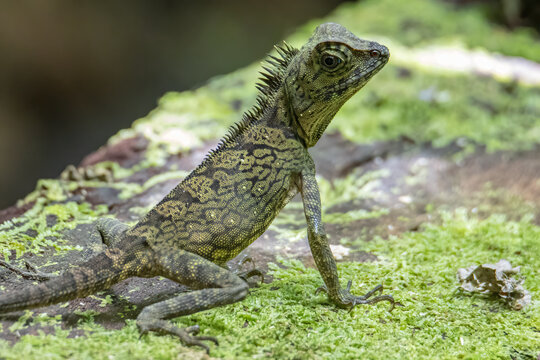 Nature wildlife image of rare species lizard Gonochepalus Bornensis on deep forest jungle.