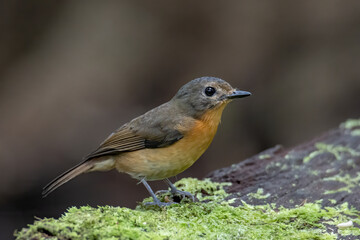 Obraz premium Nature wildlife image of Hill blue bird deep jungle forest in Sabah, Borneo