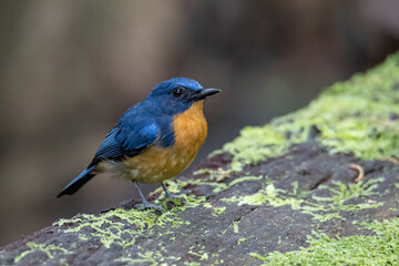 Nature wildlife image of Hill blue bird deep jungle forest in Sabah, Borneo