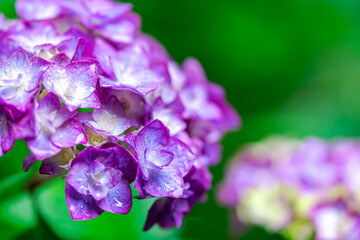 Fototapeta premium 梅雨時期のアジサイ