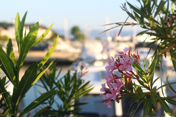 Pink oleander flowers and bright blue sky. Selective focus.