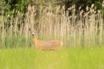 Roe deer female (capreolus capreolus), standing in a meadow near reeds