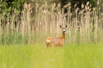 Roe deer female (capreolus capreolus), standing in a meadow near reeds