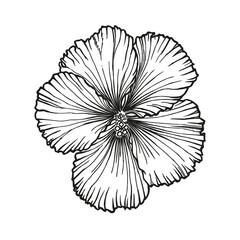 Hibiscus rosa-sinensis, Chinese hibiscus, Hawaiian hibiscus, China rose, rose mallow, shoeblack plant. Flower hand-drawn in black ink, outline on white background. Vector illustration.
