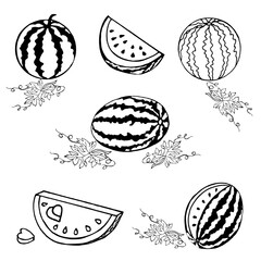 A set of watermelons made of whole, lobes and watermelon leaves on a white background, hand-drawn.The vector set can l, labels,and postcards,textile.