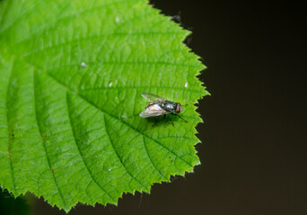 Eine Fliege auf einen Blatt