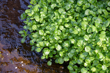 Watercress thriving in the river in the wild - obrazy, fototapety, plakaty