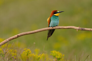 Colorful bee-eater on tree branch, against of yellow flowers background