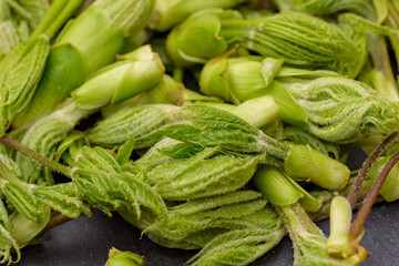 Harvested Mountain Vegetable, Young Leaves of Koshiabura (Slate Plate Background)